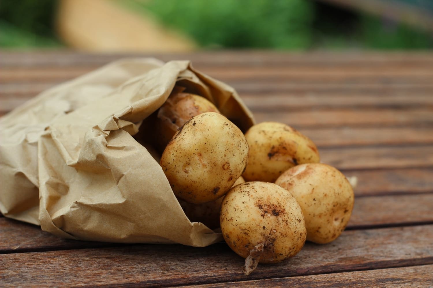 "Україна буде повністю забезпечена картоплею по прийнятній ціні", - експерт НААН